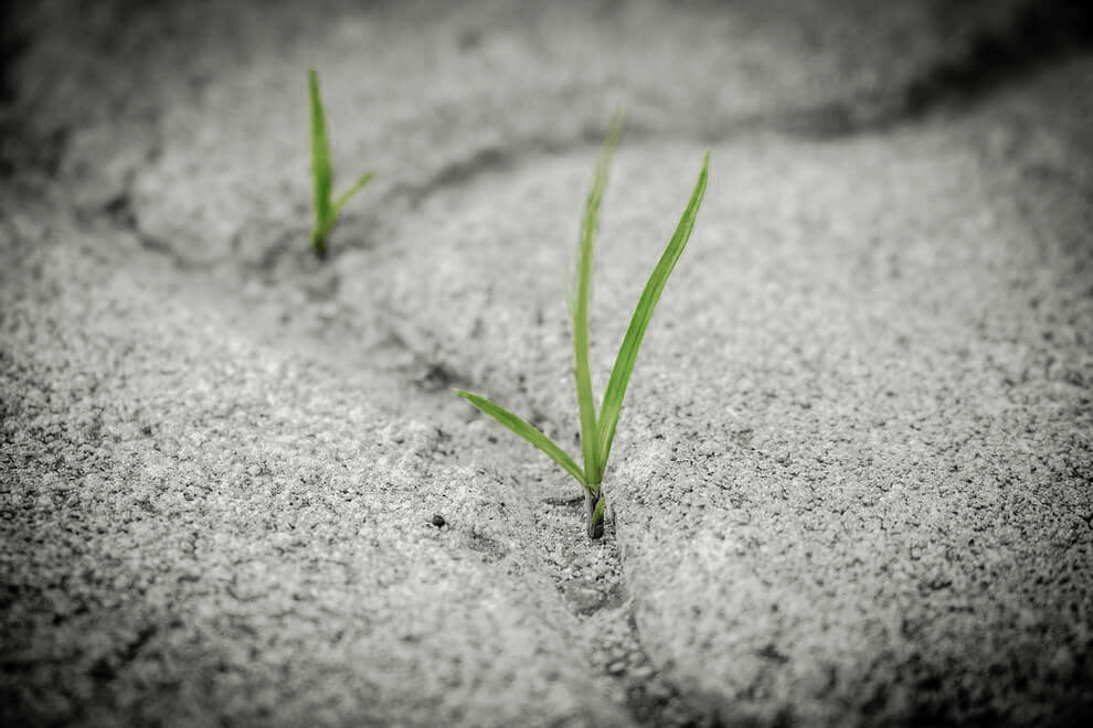Ser produtivo te permite crescer em meio ao pedregulho. É necessário ter fortaleza. Planta crescendo em meio à pedras.